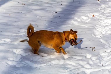 Köpek kışın karda oynuyor.