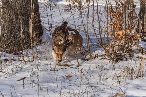 Kış ormandaki yabani geyik