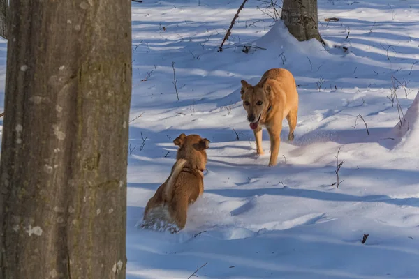 Karda köpek ve köpekler
