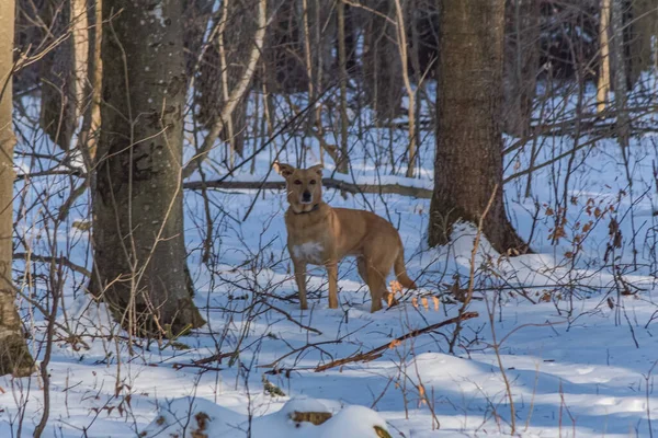 Kışın Wisconsin 'de ormanda kırmızı kuyruklu geyik.