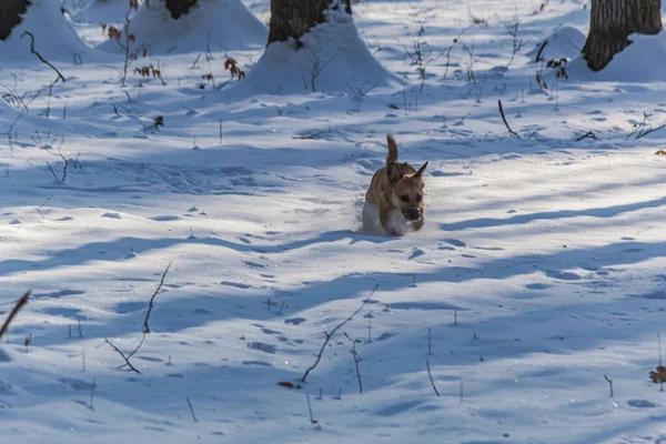 Köpek Jack Russell Terrier ormanda karda koşar ve koşar. Köpek cinsi..
