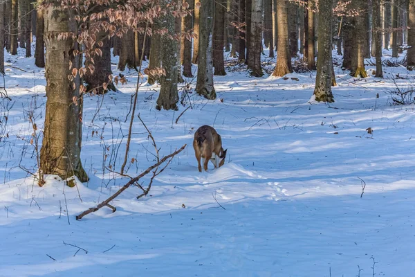 Kış ormanında bir köpek