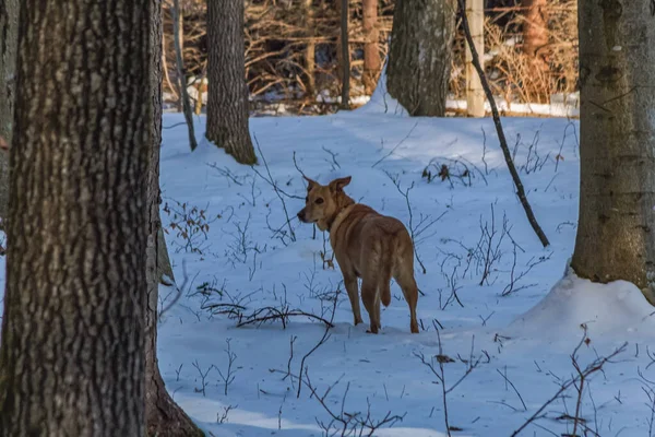 Ormanda geyik, geyik, doğada geyik.