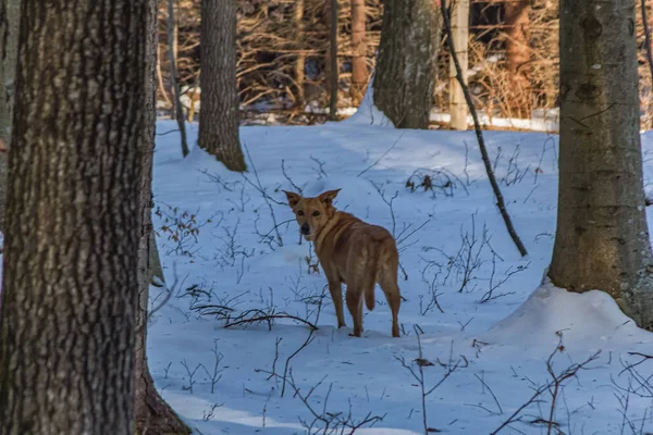 Ormandaki vahşi kırmızı geyik