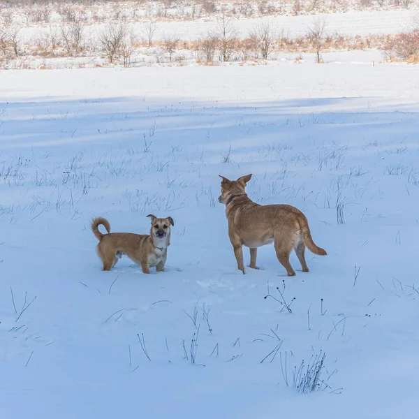 Genç kızıl tilki karda sevimli köpeğiyle oynuyor.