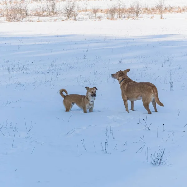 Karda oynayan köpekler