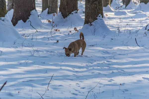 Kış ormanında vahşi kurt