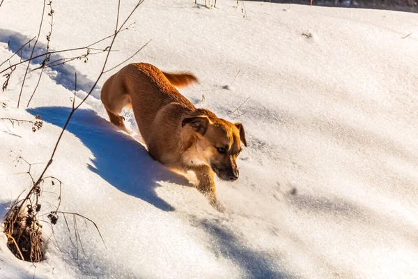 Köpek karda koşuyor.
