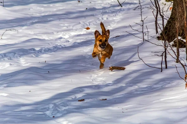 ormanda oynayan köpek