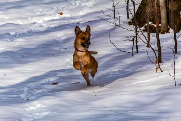 Köpek karda koşuyor.