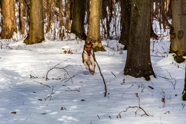 Köpek kış ormanında