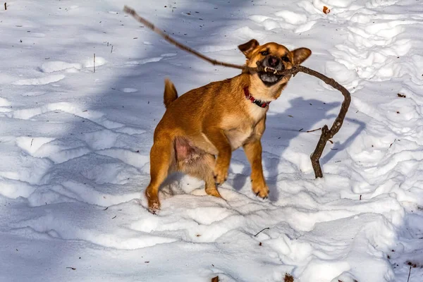 Köpek parkta karla oynuyor.