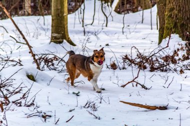 Kış ormanındaki köpek Karda
