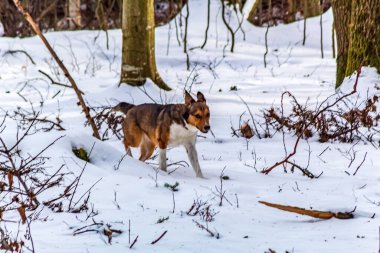 Karlı bir kış gününde yürüyen Alman çoban köpeği.