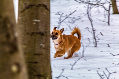 Köpek kış ormanında