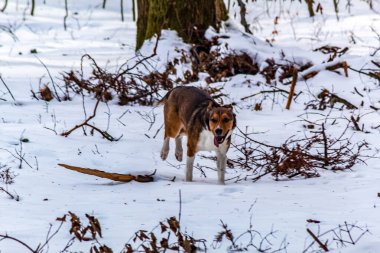 Köpek karda yürür. kış günü
