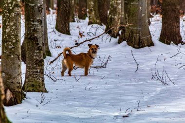 Kahverengi köpek karda yürüyor