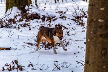 Kış ormanındaki köpek.