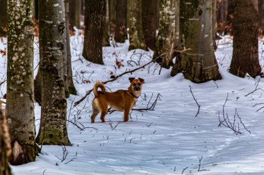 Kışın ormanda, karda bir köpek.