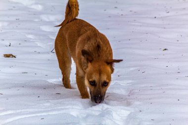 Karda oynayan kızıl tilki köpeği.