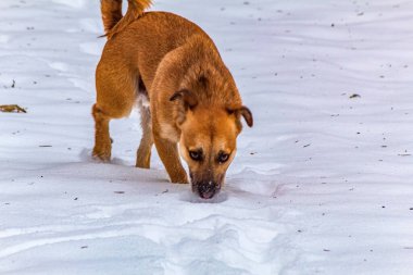 Karda yürüyen köpek