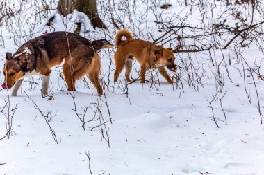 Karda oynayan bir grup genç köpek.