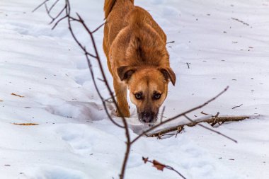 Köpek kış ormanında
