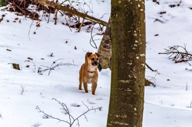 Köpek ormanda Jack Russell Terrier yetiştiriyor.