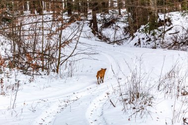 Ormanda kızıl tilki