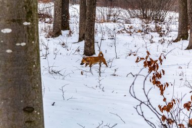 Ormanda vahşi kızıl tilki, doğa serisi.