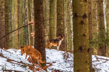 Ormanda iki köpek oyun oynuyor.