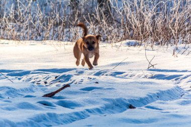Köpek kışın Jack Russell Terrier yetiştirir.