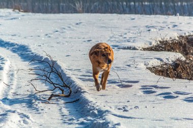 Karlı bir ormanda yürüyen bir köpek..