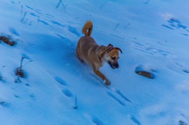 Köpek ormanda koşuyor.