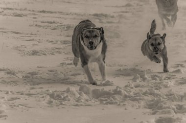 Kışın karlı bir köpek.