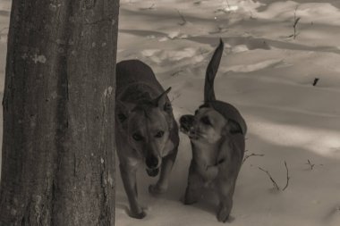 Kar üzerinde köpek ve köpek