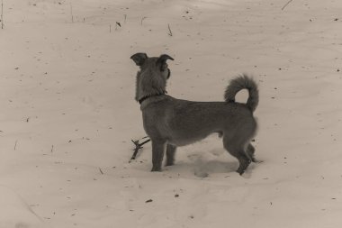 Karda siyah beyaz bir köpek