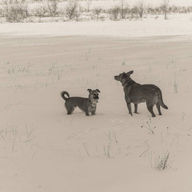 Karda oynayan iki köpek.