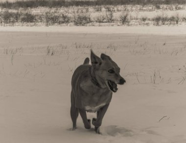 Kar üzerinde bir köpek.