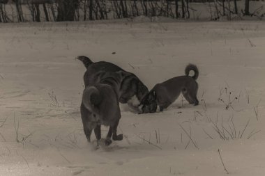 Ormanda karda oynayan iki köpek.