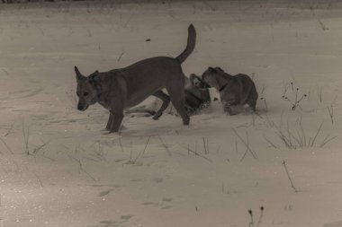 Hayvanlar, Doğa, Evcil Hayvanlar, Siyah ve Beyaz Fotoğraflar, Tek Renkli Fotoğraflar - Urope, Doğu Avrupa