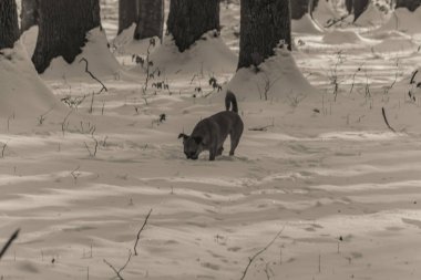 Siyah beyaz bir köpek ormanda yürüyor..