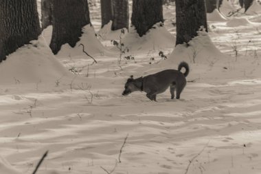 Karda bir köpek. siyah ve beyaz.