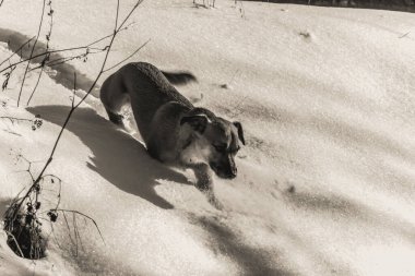 köpek doğurmak labrador geri almak