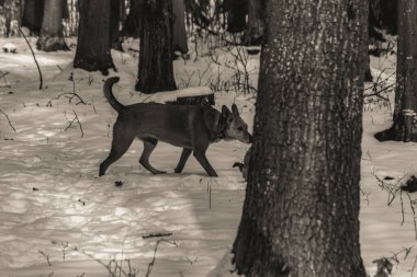 Siyah ve beyaz köpek ormanda oynuyor. Ormandaki köpek