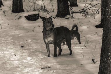 Kara geyik kış ormanında