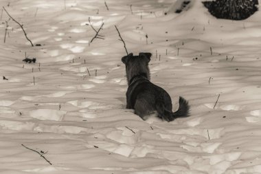 Köpek kış ormanında