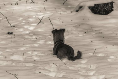 Köpek, karda Jack Russell Terrier yetiştirir.