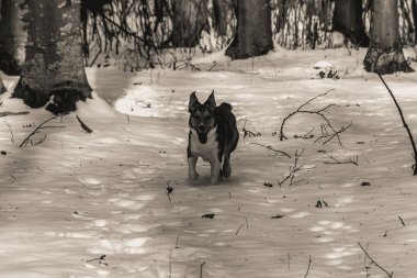 Hayvanlar, Doğa, Evcil Hayvanlar, Siyah ve Beyaz Fotoğraflar, Tek Renkli Fotoğraflar - Urope, Doğu Avrupa