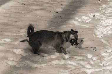 Karda bir köpek. Karda siyah beyaz bir fotoğraf. Köpek. Köpek. evcil.